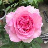 Organtino Rose